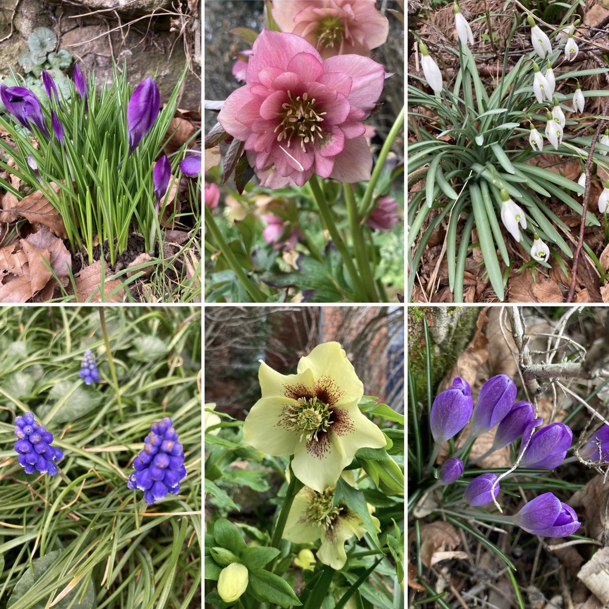 #SixOnSaturday from this morning’s run. Have a fun weekend! #Flowers #flowerphotography #springflowers #NatureBeauty #running #SaturdayMotivations