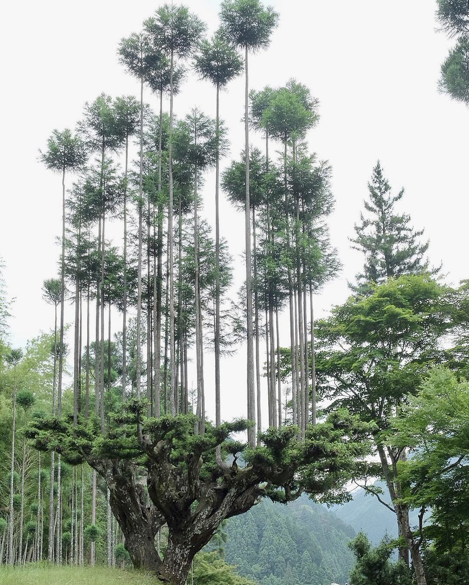 Daisugi is a 14th century Japanese forestry technique that allows growing and harvesting perfect tall trees from the upper portions of existing trees leaving the base and root structure of the “mother tree” intact. 

📸IG iszkt2g