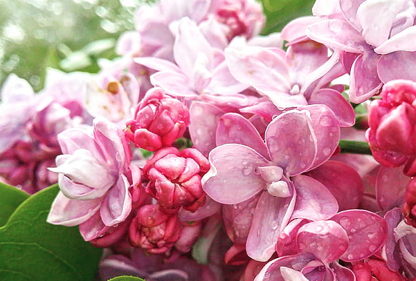 Isle of Wight Observer tweet media