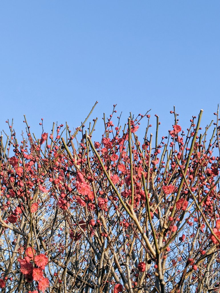 mmarimats's tweet photo. Ume (Japanese plum) blossoms in #Kobe. Apparently there are +300 varieties of ume blossoms in Japan. Wild. https://t.co/bqBOotDIpe