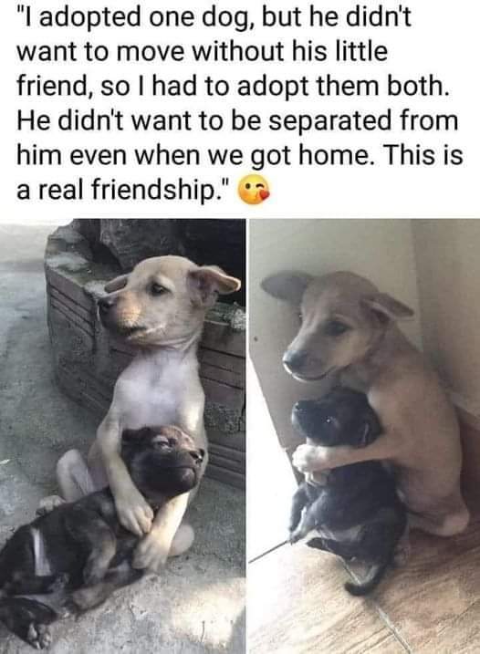 I love the way he holds his friend.  He’s a great friend indeed! ♥️