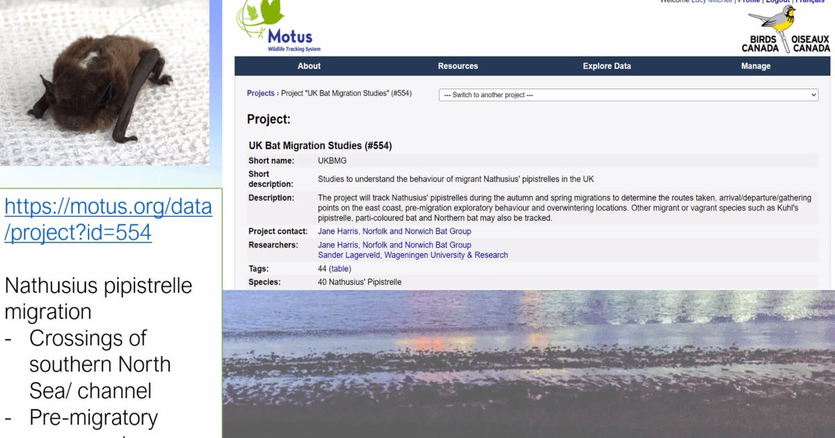 _BCT_'s tweet photo. The MOTUS research has already revealed some exciting findings. Note the one image where the bat disappears over the English Channel. We cant be sure what happened to it but being killed by wind turbines is a possibility https://t.co/g7FgX1rvBn #ScotBatConf https://t.co/O7HdlxYGFu