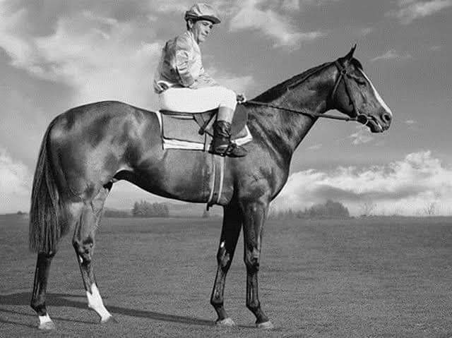 HORSERACING1002's tweet photo. SEA COTTAGE ๐ฟ๐ฆ 1962
(FAIRTHORN - MARITIME BY MERCHANT NAVY)##SeaCottage
B Birch Brothers Vogel Ulei Stud ๐ฟ๐ฆ 1962
B/O S, C, Laird
24-20-0-1--$118,128 dls
1966 Horse of The Year, 1965 Champion 2yo Colt, 1966 Champion Handicap Horse and Champion 3yo Colt.
Festival juvenile Handicap https://t.co/Q2a1ateCL3