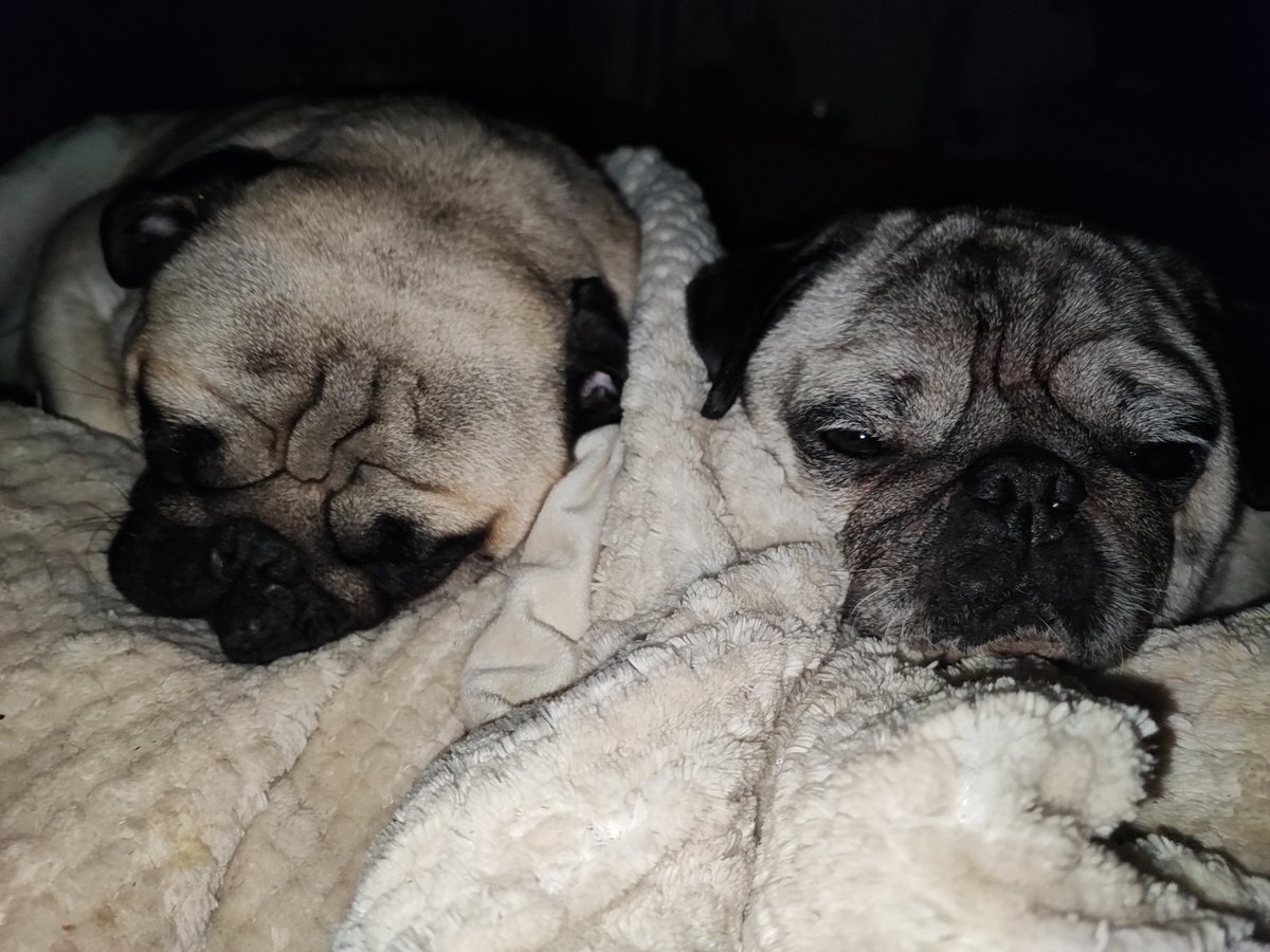 ju_vert's tweet image. Möpse gehen immer oder ?