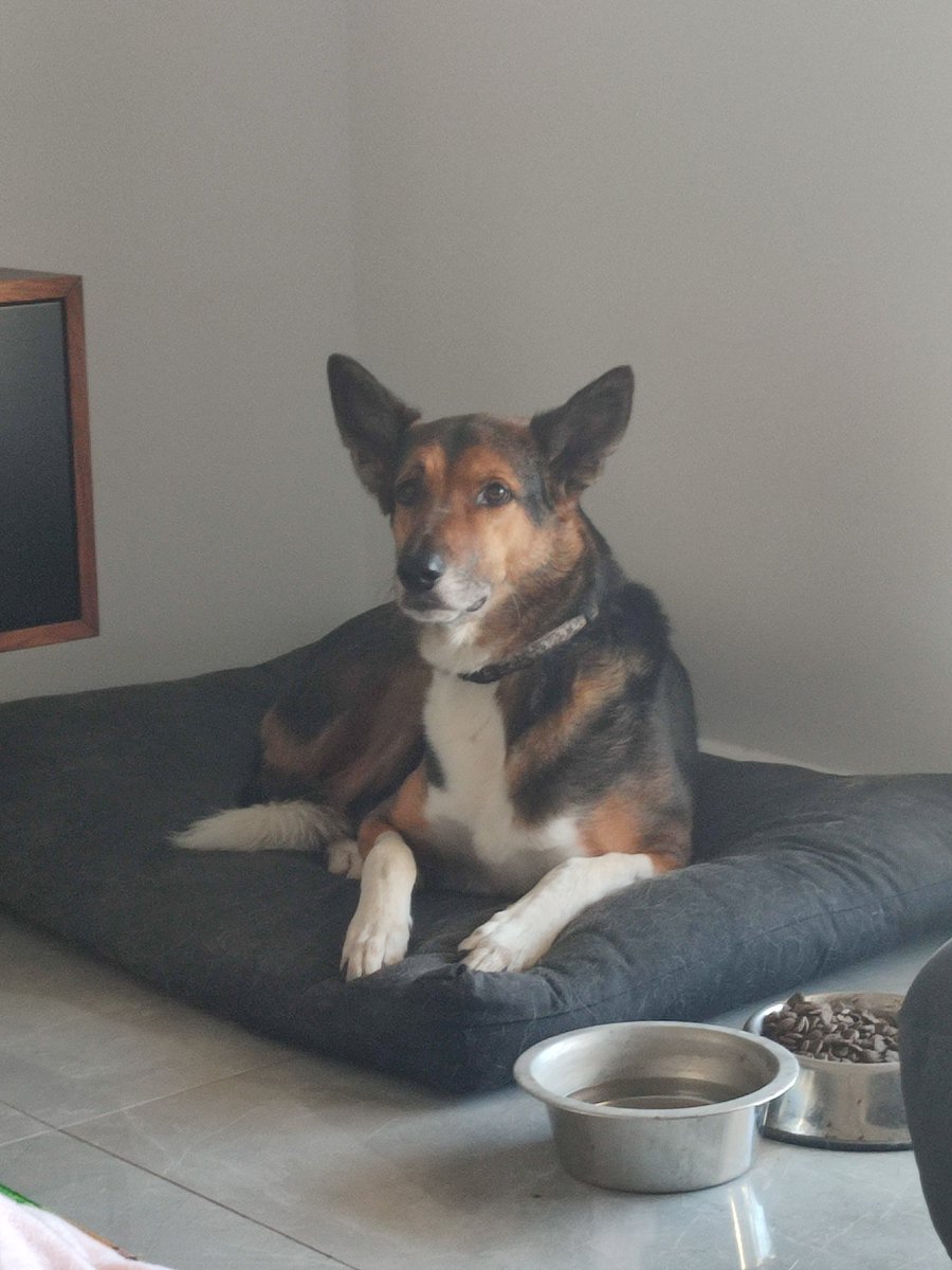Metanite's tweet photo. Spending Saturday with Ace💜🐶 https://t.co/5AyoxmDQMX
