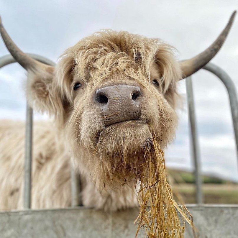 📅 8th March 2023
🏷️ Instagram/birkenbraehighlands
💕 #animaloftheday