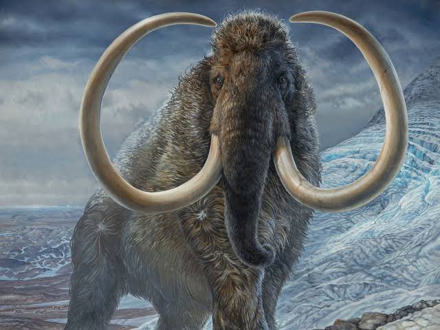 PopTingz's tweet photo. Scientists estimate they will bring back Woolly Mammoths within 4 years. https://t.co/ka7UqcAxGs