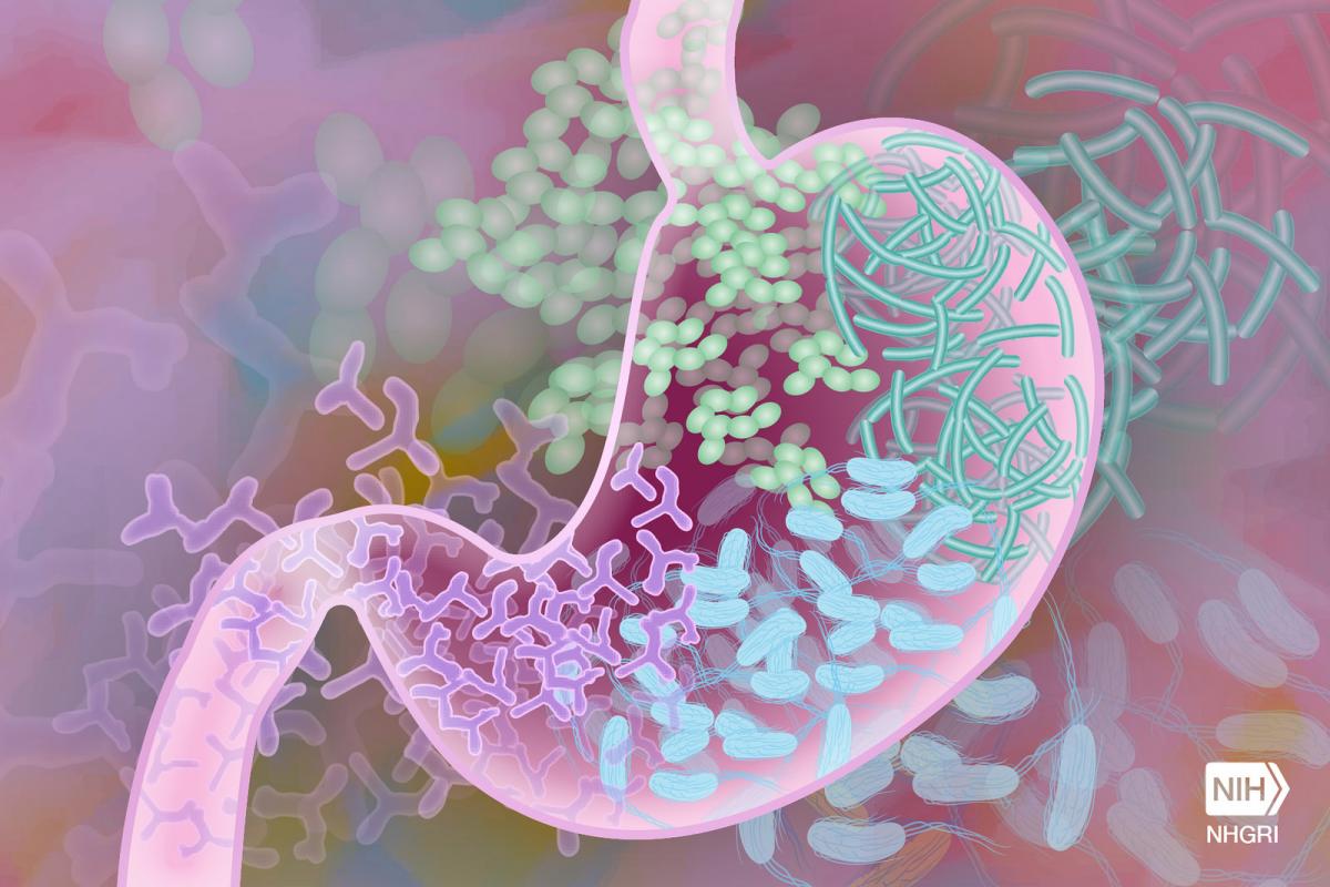 The gut microbiome is one of the most important aspects of human health. Yet very few people talk about it let alone know what it is. Don't worry. I've got you covered. -- THREAD --