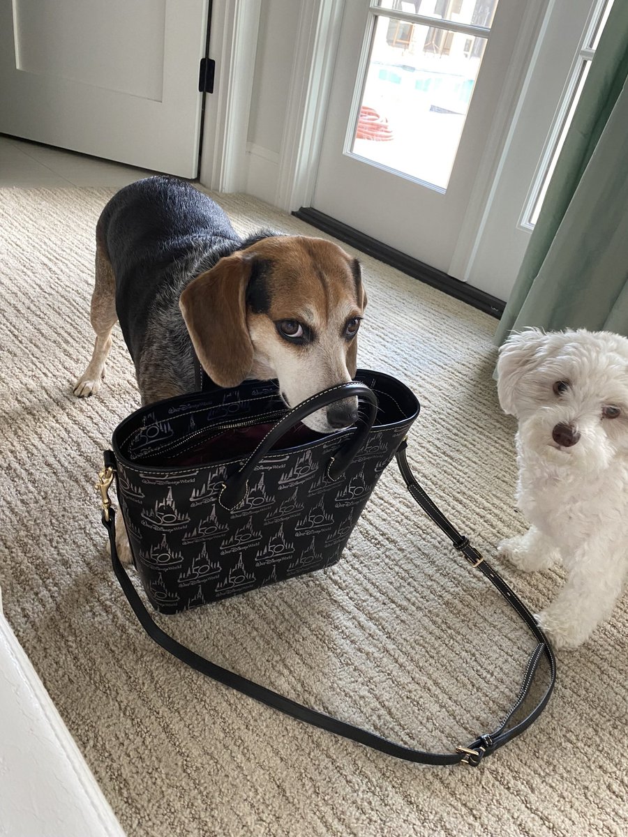 beaglefacts's tweet photo. The #beagle reserves the right to thoroughly inspect all objects that enter their domain. #beaglefacts 

📷 @presleybaby5 / Twitter https://t.co/Xflp0jGhkv