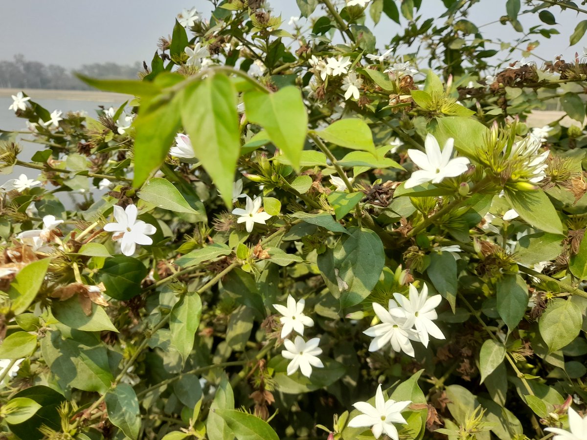 basantabahar's tweet image. अब आउछ बिहानी चिन्ता नगर साथी
काम गर यसरी नै बनाई  मनलाई पाथी
कुकुरहरू भुक्दै गर्छन ,रोकिँदैन  त हाती
यात्रामा बढिरहू  उठाई स्वाभिमानी छाती
यात्रामा बढिरहू उठाई स्वाभिमानी छाती।
               जय नेपाल