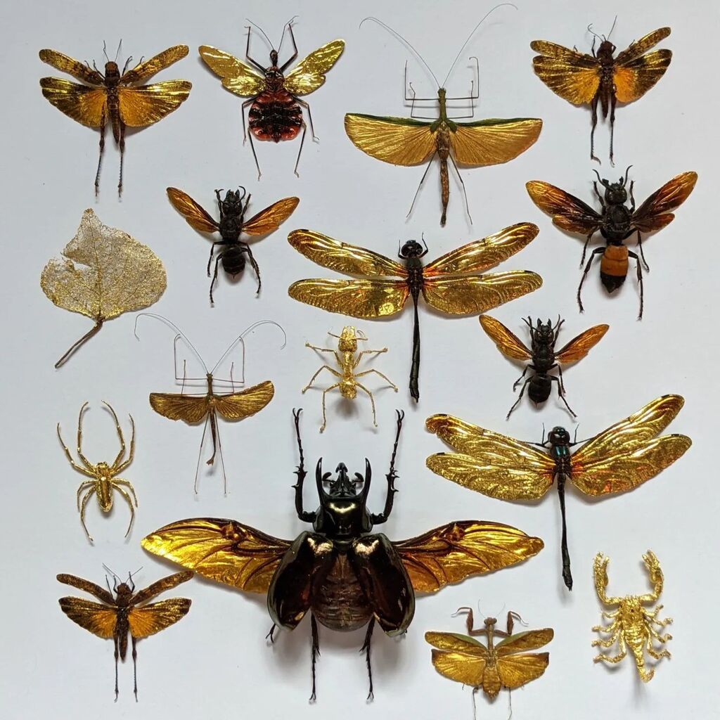 Do you have a favourite?
•
#gold #scorpion #mantis #beetle #wasp #spider #ant #grasshopper #assassinbug #dragonfly #stickinsect
