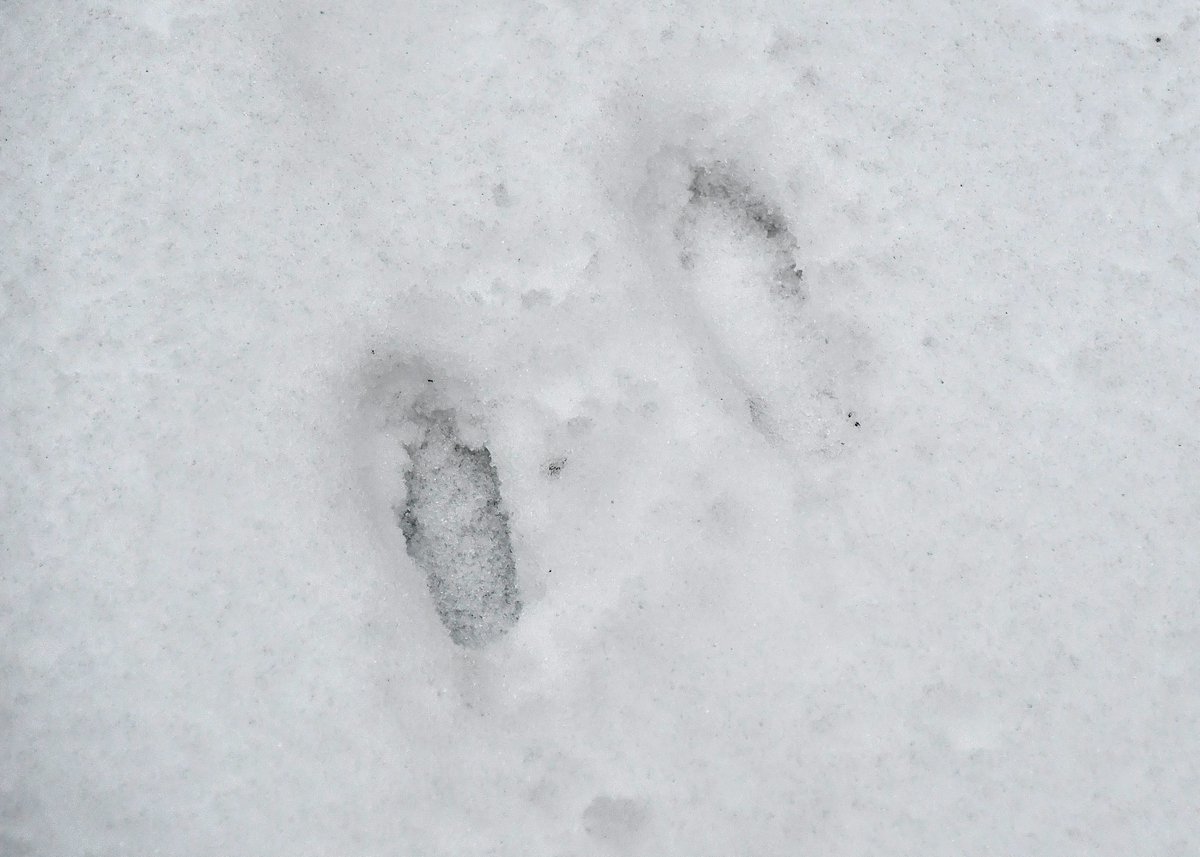 MonaLisaLvsHeah's tweet photo. A 7:00am snow tracks tale 🐺🐤🐰👵
Coyote strolling through the back yard just 8' from the house: "I own the place"
Bird: "I'm out"
Rabbit: "I'm out"
Me in Crocs: "Now where is that coyote?"
#snowtracks #snowprints #coyote https://t.co/zuPmg3MvJJ