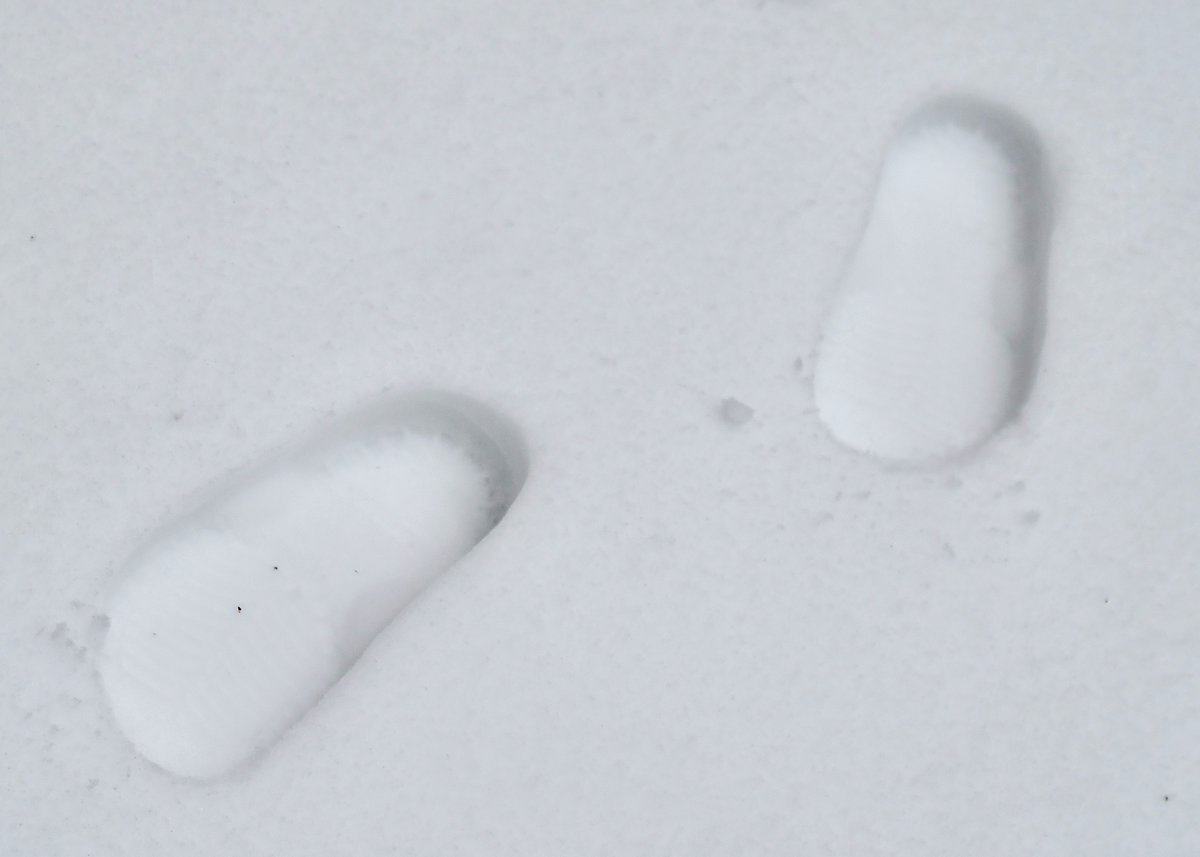 MonaLisaLvsHeah's tweet photo. A 7:00am snow tracks tale 🐺🐤🐰👵
Coyote strolling through the back yard just 8' from the house: "I own the place"
Bird: "I'm out"
Rabbit: "I'm out"
Me in Crocs: "Now where is that coyote?"
#snowtracks #snowprints #coyote https://t.co/zuPmg3MvJJ
