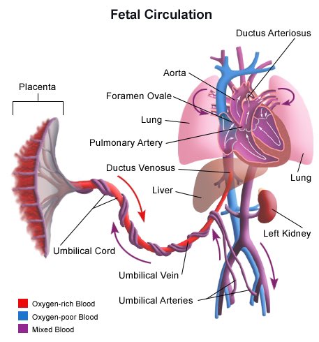 NEETPG2025's tweet image. Hello🙋‍♂️🙋‍♀️ #Doctors
Let&apos;s solve #NEETPG MCQs
#NEETPG2023 #NationalExitTest
#MedTwitter #MBBS #MedMCQ #medstudents #FMGE #MedMCQs
➡️Please🙏 Comments Whatever you know about the Disease⤵️
➡️All Previous &amp;amp; Latest MCQs
➡️All Questions Related to⤵️
168. Fetal circulation.