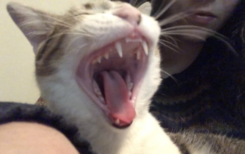 friend_unit's tweet photo. @mischiefanimals Took this pic last night! https://t.co/jFjDwjsKwx