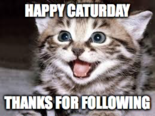 @fearofmonkeys Happy Caturday!!! ᓚᘏᗢ