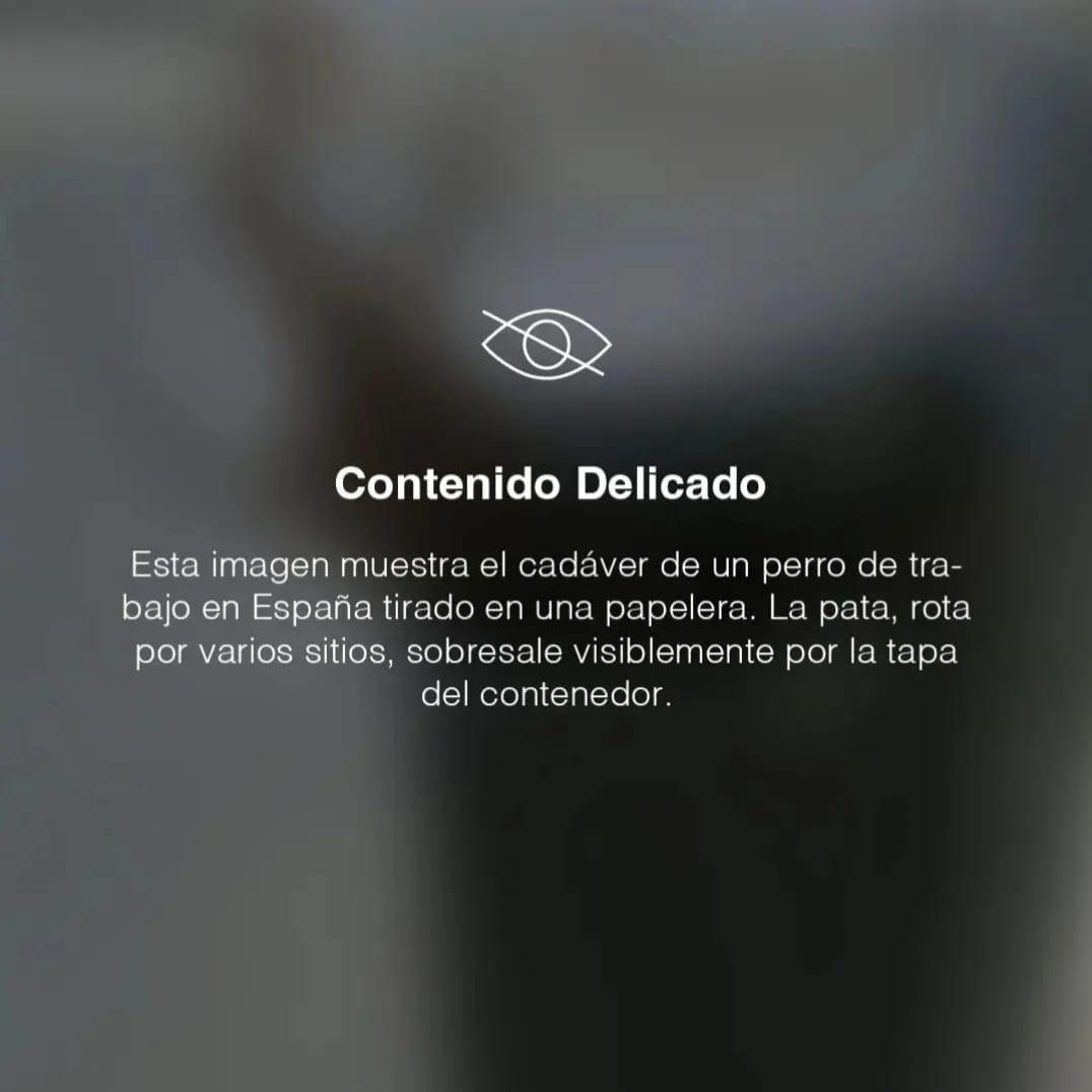 SOS Galgos tweet media