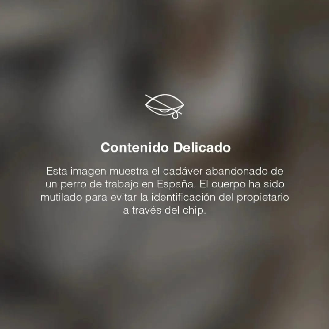 SOS Galgos tweet media