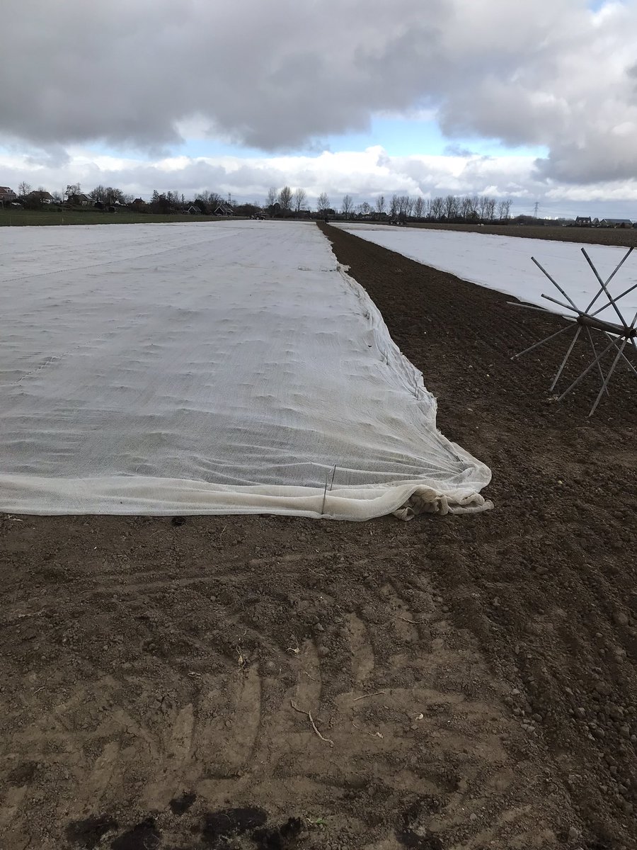 Eerste bloemkool planten voor dit seizoen staan in de grond #bloemkool