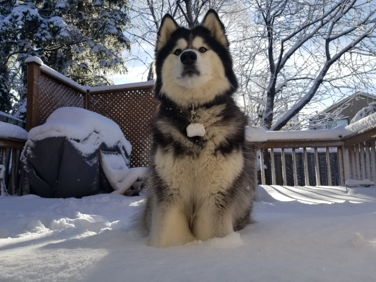 Canuckscribe's tweet photo. Someone is happy with this development. We were out breaking trails late last night too, much to her delight. #snowdog #RescueDog #snow https://t.co/MIPky4j4s1