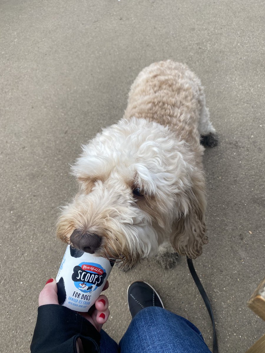 Nickinokeynoo's tweet photo. Saturday mornings spent with my bestie #cockapoo #doggyicecream #parklife https://t.co/sAnorrUTLJ