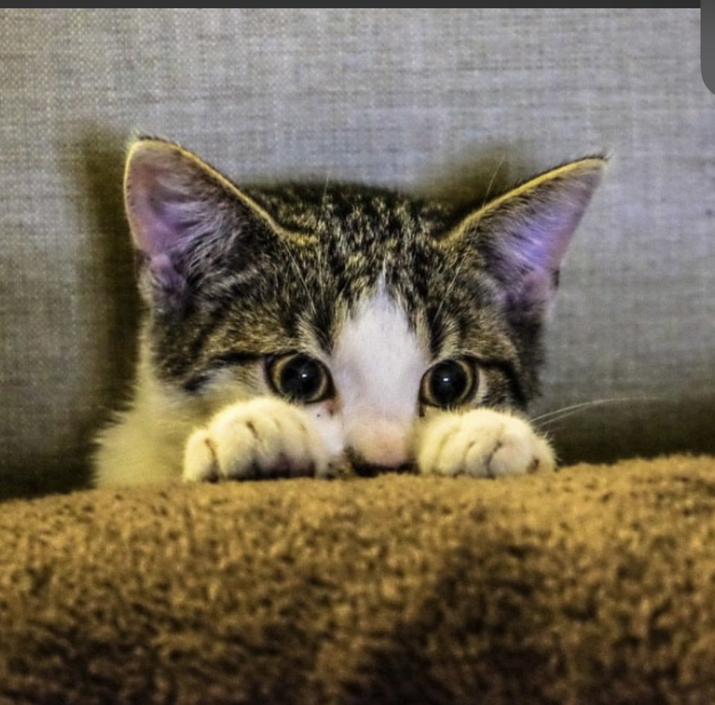 መልዕክት ለካድሬዎች !!ውሳ ይብራ አንጋቻ  ገግመታ  ፉሩ ይላል ጉራጌ ። ትርፍራፊ እየበላችሁ ጀግኖቻችን  የምታስበሉ ከድመትዋ አንለያችሁም ጠላትታችን ናችሁ። <a href="/ETHZema/">Ethiopian Citizens for Social Justice #Ezema</a> <a href="/AgegnehuT/">Agegnehu Teshager G.</a> <a href="/RedwanHussien/">Redwan Hussien</a> <a href="/BerhanuNegaB/">Berhanu Nega</a> <a href="/DemekeHasen/">Demeke Mekonnen Hassen🇪🇹</a> <a href="/fitsumaregaa/">Fitsum Arega</a> <a href="/MMoach/">Mesganu Arga Moach | Ambassador</a> <a href="/ESATtv/">ESAT</a>