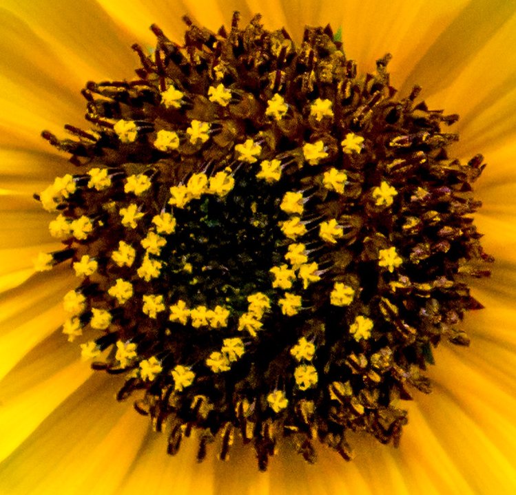 paulinebrock's tweet photo. Good morning from this sunflower. #twitterNatureCommunity #ThePhotoHour #StormHour #MacroWeek https://t.co/UvKoVPiNGk