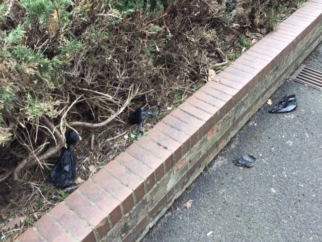 orpingtonlabour's tweet photo. Additionally, and more disgustingly, we found a large quality of discarded dog poo bags, not just in the bushes, but just left on the pavements!
We have reported this and requested a Dog Poo Bin for the area...
#StPaulsCray #DogPoo #WateringburyClose #LabourAtWork https://t.co/8uilxi2HTR