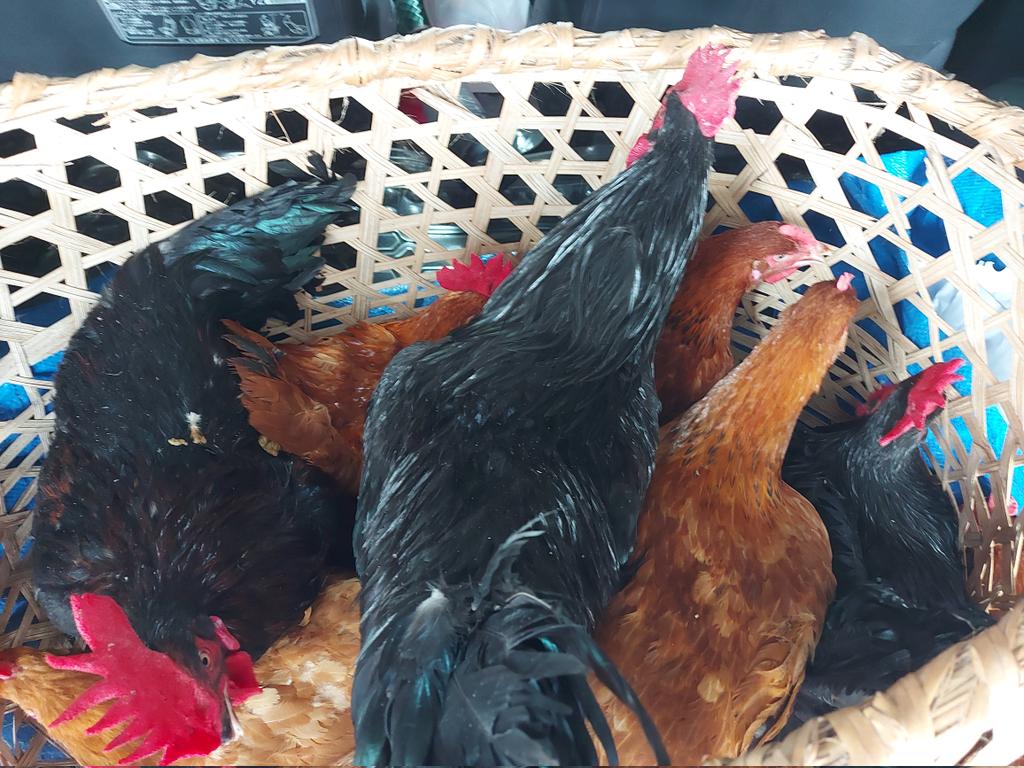 kungufarm's tweet image. A family is going to smile as they taste the sauce from these indeginous chickens...

#Poultry #chicken #LocalChicken #WeekendMeals