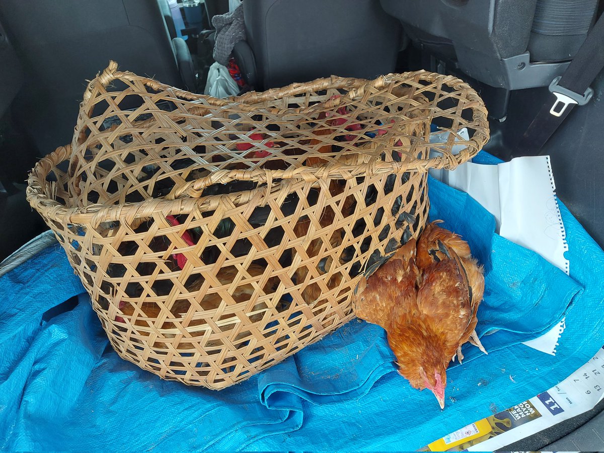 kungufarm's tweet image. A family is going to smile as they taste the sauce from these indeginous chickens...

#Poultry #chicken #LocalChicken #WeekendMeals