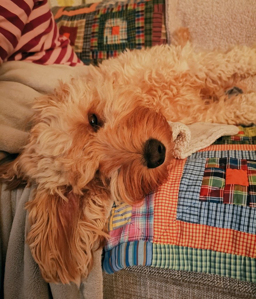 Outdoor Fox tweet media