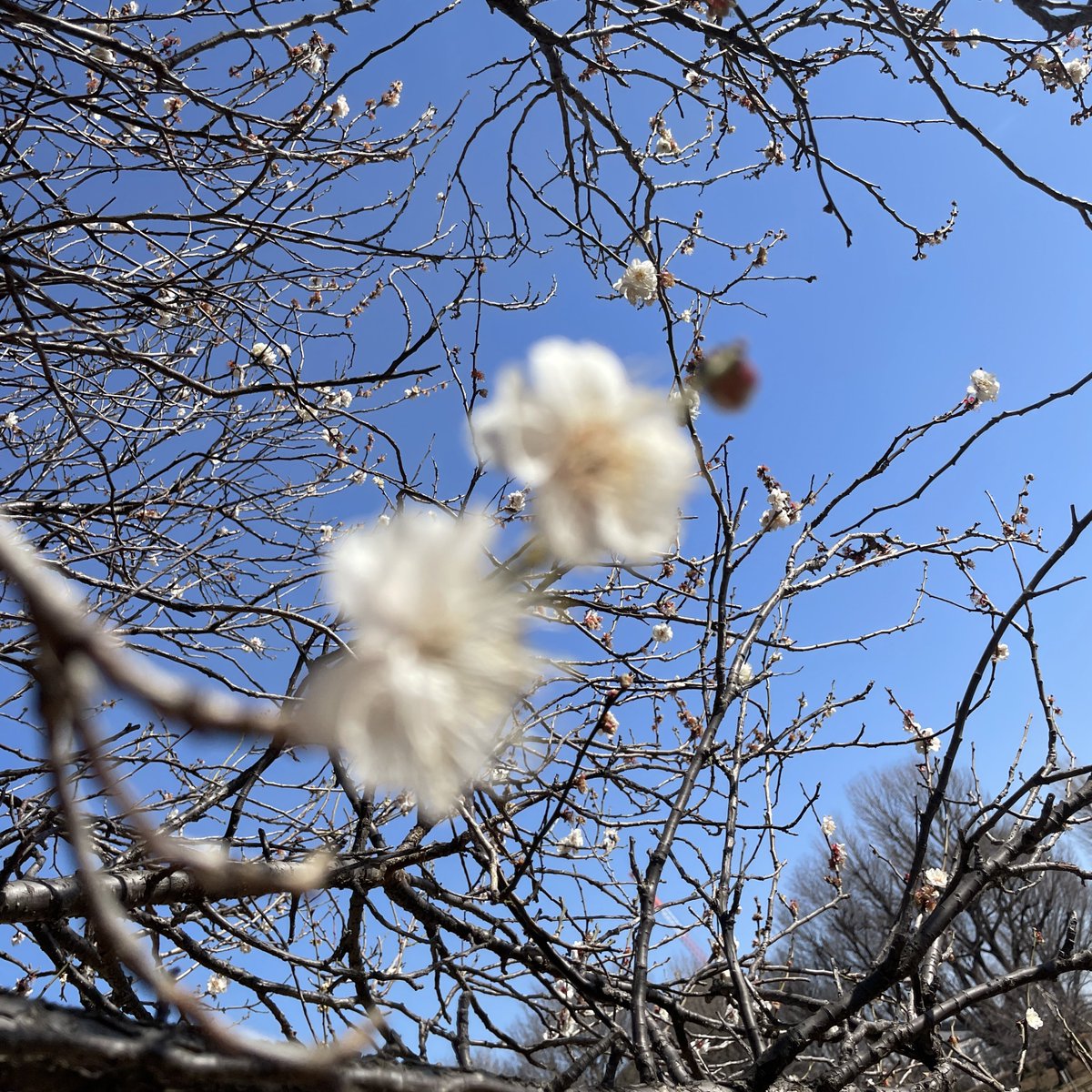 写真下手くそ記念🌸 