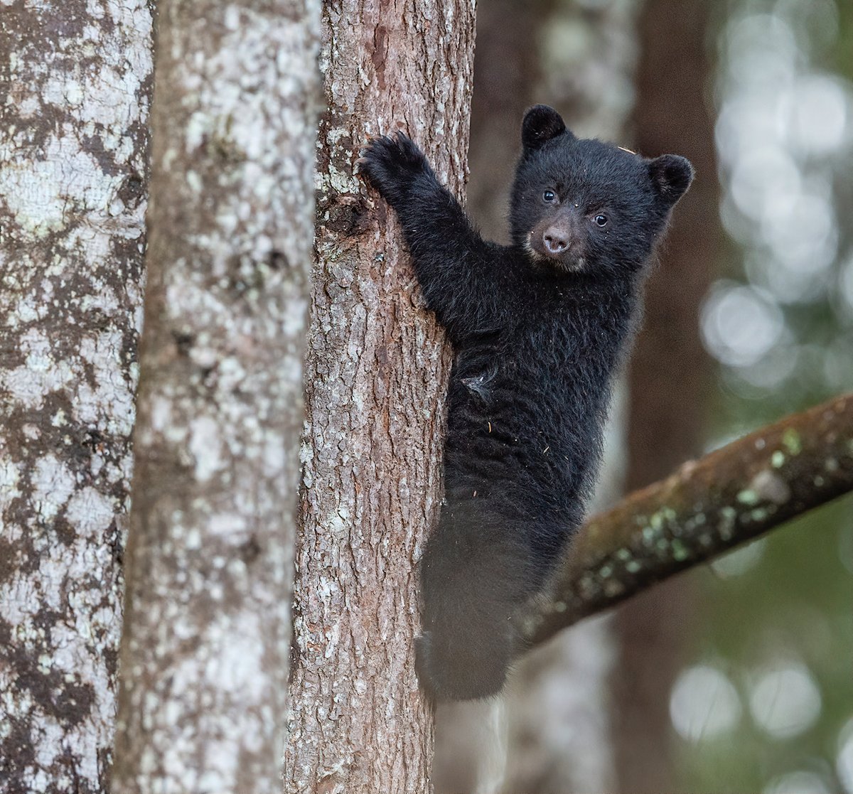 American black bears are well adapted to living in forests, and learn to  climb trees from a young age. Their long claws help with digging and  climbing, allowing them to make hollowed-out, image size:1200x1117