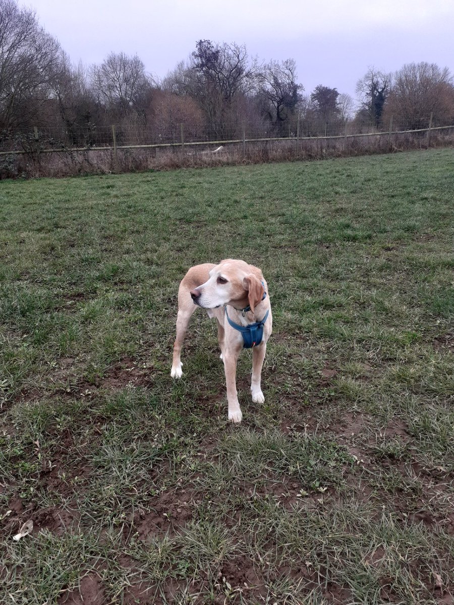maggiemopsa75's tweet photo. Free at last! Doing my own thing in the dog field #unleased https://t.co/9i1eIbJsUE