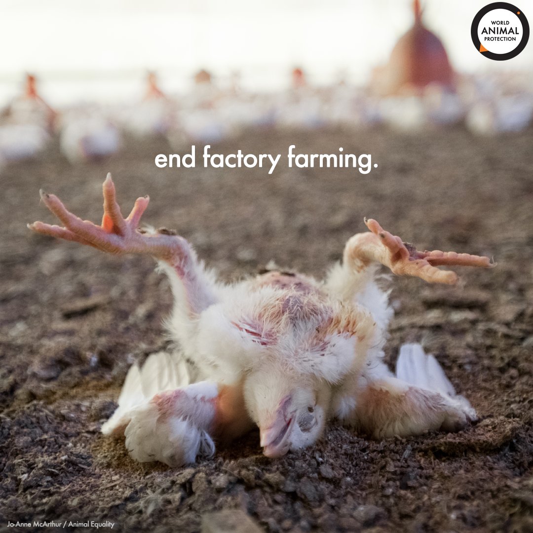 World Animal Protection US (@MoveTheWorldUS) / Twitter World Animal Protection US (@MoveTheWorldUS) / Twitter
