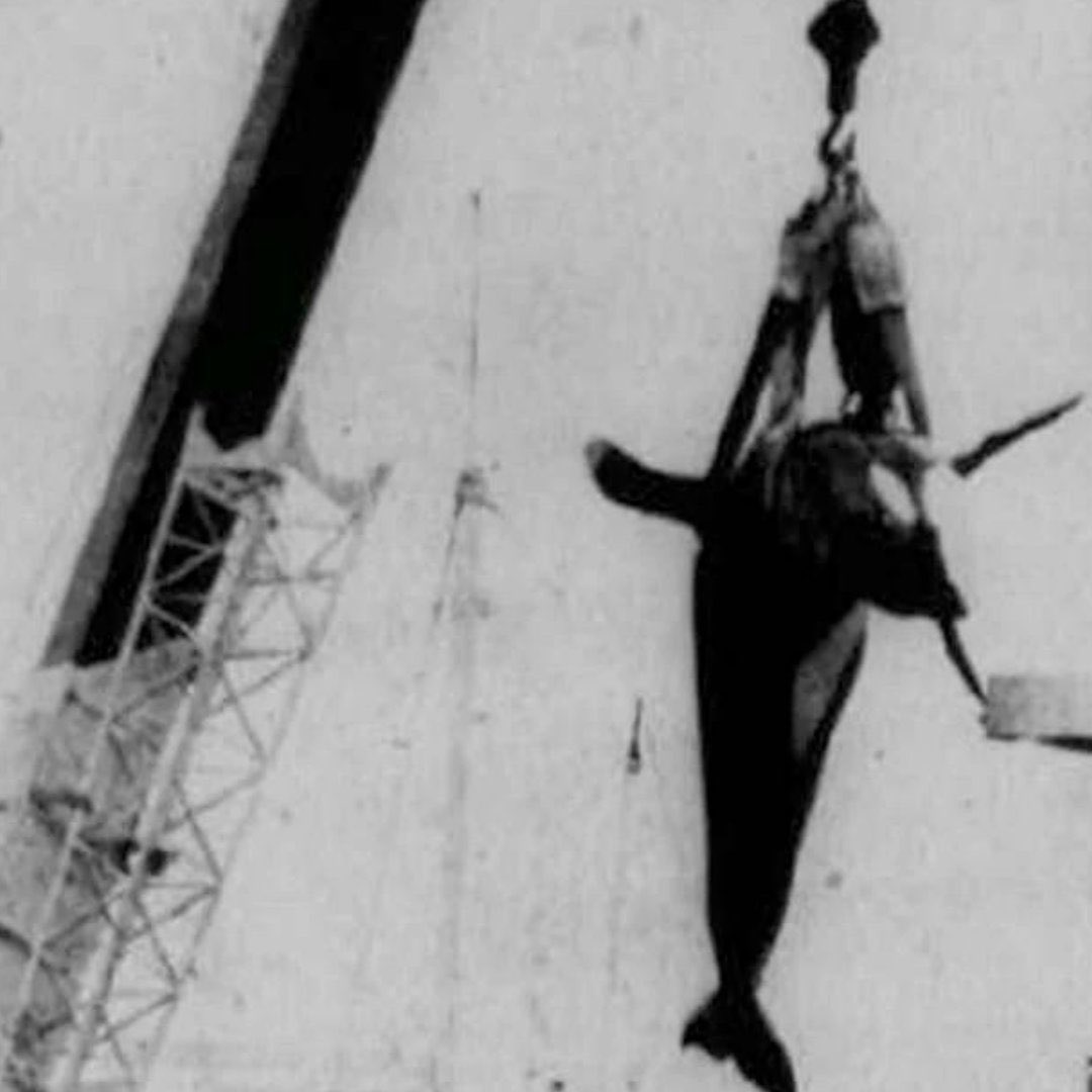 walruswhisperer's tweet photo. 43 years ago, today (Mar 4th 1980),
Hugo the orca died after slamming himself into a tank wall at @MiamiSeaquarium and suffering a brain aneurysm. His body was then lifted from the tank and disposed of at the Miami-Dade Dump. #RipHugo https://t.co/5pES0XnGvp