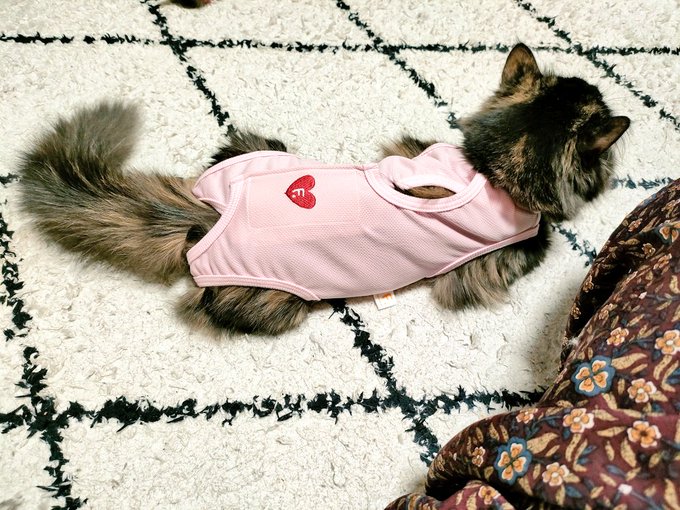 なんかふわふわしたタイヤ付いてるミニカーみたい 