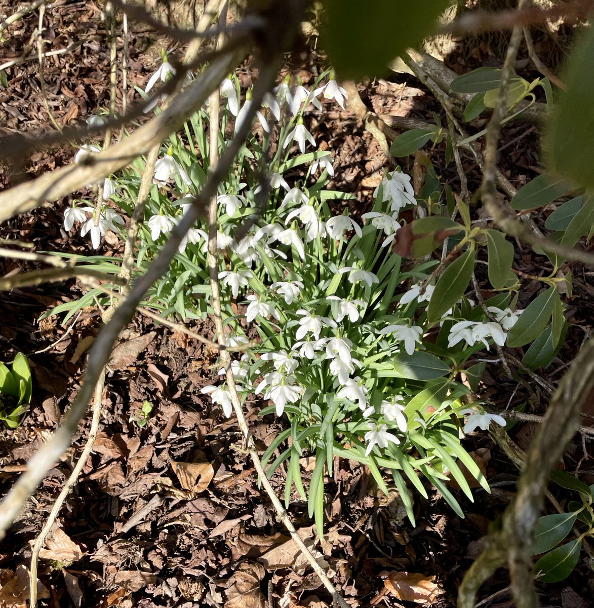 Loving the snowdrops in the sunshine today… the countryside is coming to life and ready to welcome you!💙
Visit our website for places to go and things to see: visitaberfeldy.co.uk
#VisitAberfeldy #TurnOffTheA9 #ConnectWithNature #GetOutside #Perthshire #Aberfeldy