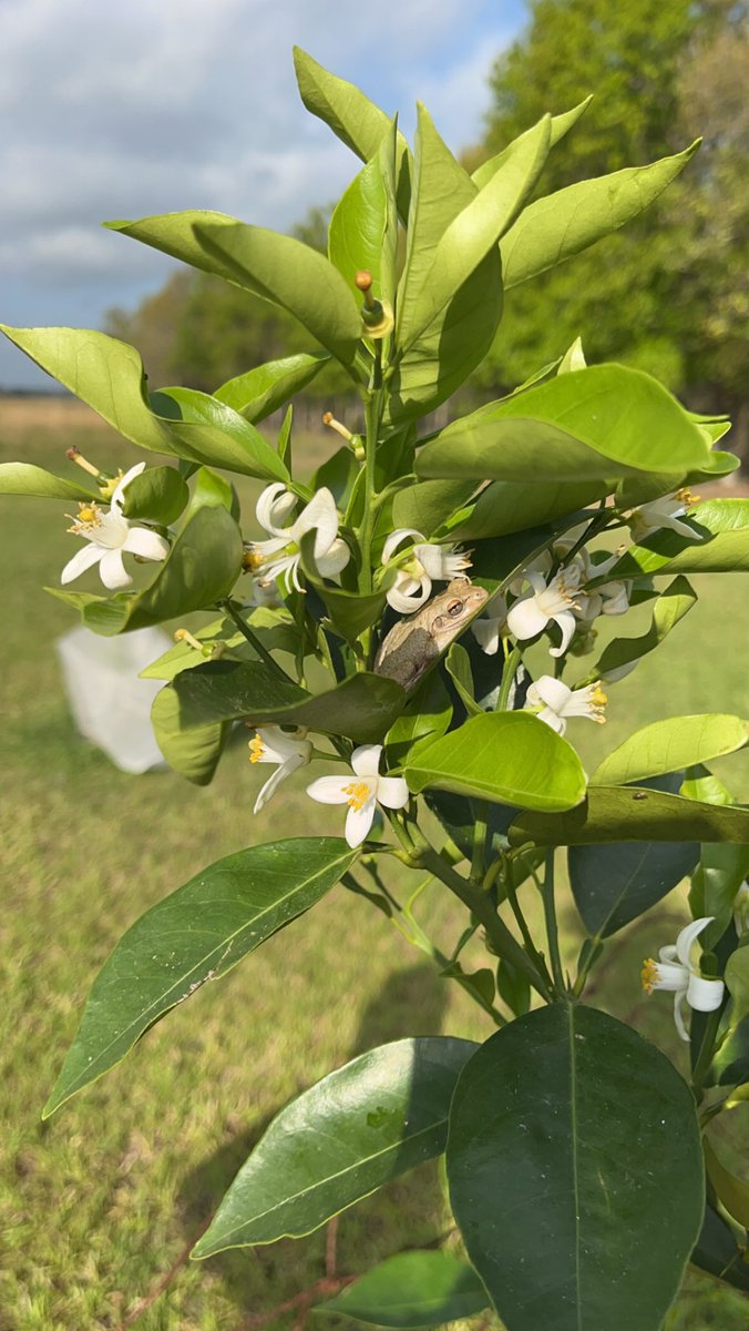 's tweet image. Florida 🍊 #home #frog #citrus #agriculture