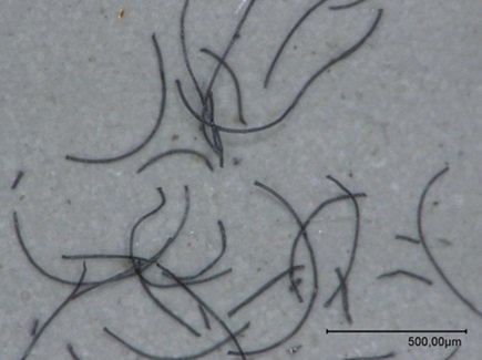 Wet Tribe (@WetTribe) on Twitter photo 2023-03-04 14:17:30 Most fishing lines and nets never go away, they break or fray into smaller pieces of plastic and fibers. Marine animals mistake this microplastic for food, and ingest it, exposing them to toxic chemicals. #WetTribe #TidetotheOcean #Ghostnets #Plastic #Microplastics Most fishing lines and nets never go away, they break or fray into smaller pieces of plastic and fibers. Marine animals mistake this microplastic for food, and ingest it, exposing them to toxic chemicals. #WetTribe #TidetotheOcean #Ghostnets #Plastic #Microplastics