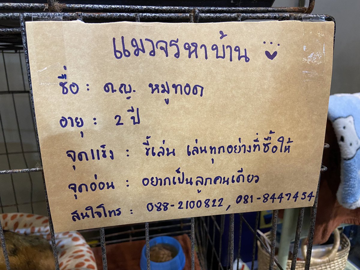 reall_srn's tweet photo. มางานแมว ละเจอน้องหมูปิ้งจุดอ่อนคืออยากเป็นลูกคนเดียว 555555555555555 https://t.co/Vj0UrMSBc1