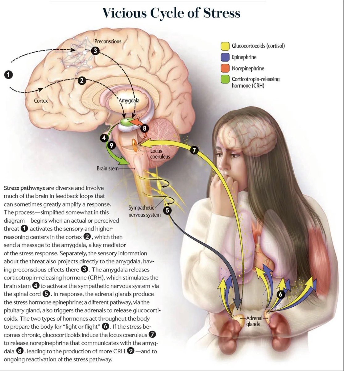 Innov_Medicine's tweet photo. Impact of stress on the brain by 
@sciam h/t  @chrost_hugo

#neurotwitter #MedTwitter https://t.co/Ns0LU8UJoe