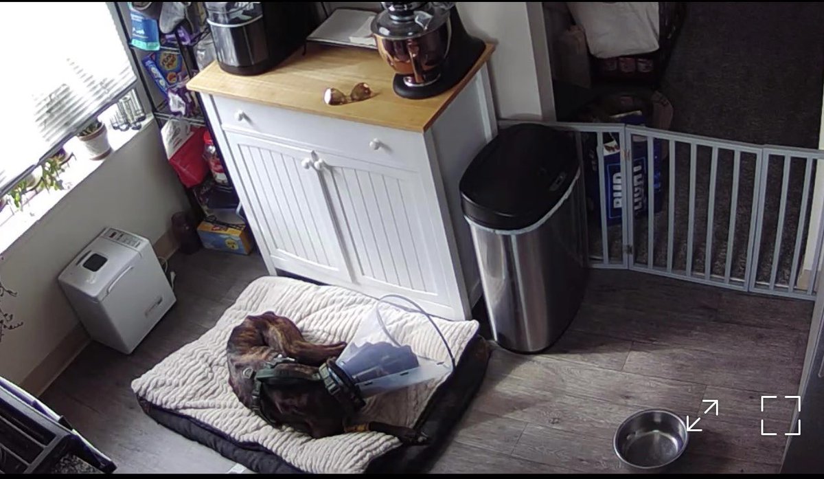 He’s not too happy about having to wear the cone around his neck, but I’m so glad to have Jackson back home. It’s been a crazy week personally for me and not having him there was so tough. Glad he’s back home safe ❤️ now to spend the day with him and pack for my week long trip