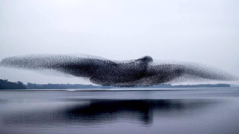 Two years ago today. A photographer, James Crombie, spent ages snapping starlings around Lough Ennell, looking for the perfect shot of a murmuration.