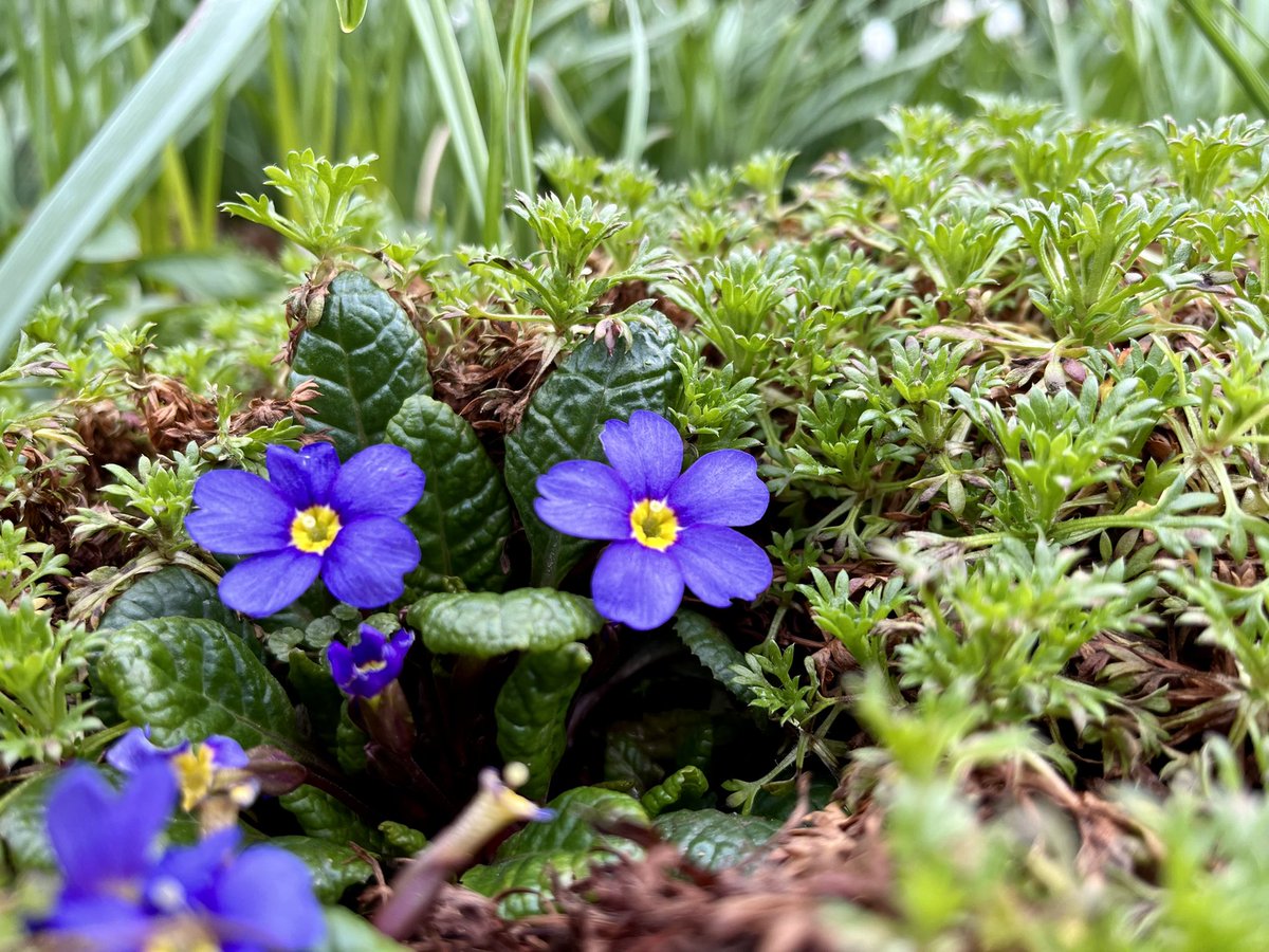 jmooney501's tweet photo. Nature marches on 💕

#spring #gardeninginspiration #gardening #garden https://t.co/3kULr5cOUR