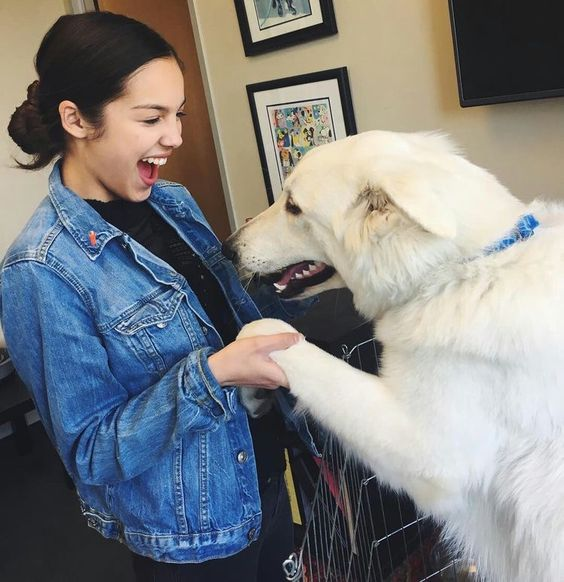 liv + dogs = 💕💝💝💘❤️❤️‍🩹💖