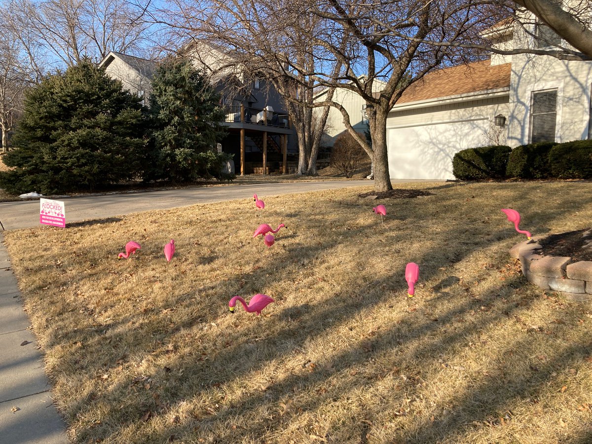 BrianMcKevitt1's tweet photo. We've been "flocked" for developmental disabilities awareness! What a great way to support advocacy for individuals with intellectual and developmental disabilities! Wonder who will be flocked next??? @unmc_mmi @unmcsapa #IveBeenFlocked #DDawareness #unmcMMI #unmcSAPA https://t.co/D30YHMvY5B