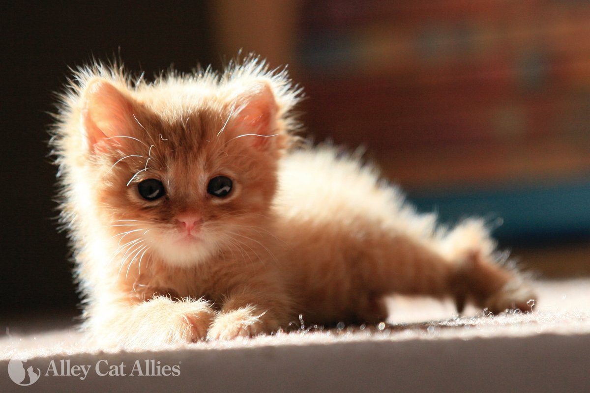 Alley Cat Allies (@alleycatallies) / Twitter Alley Cat Allies (@alleycatallies) / Twitter