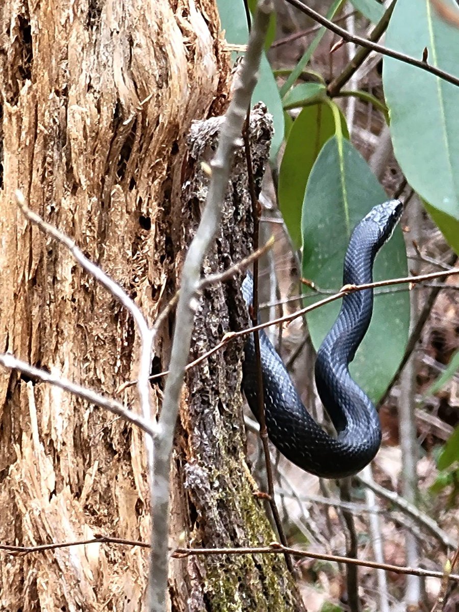 mnc_vanessa's tweet photo. Too soon…. 😳🐍❄️                     #snakesaturday #SaturdayMorning https://t.co/wx3nhCdwpv