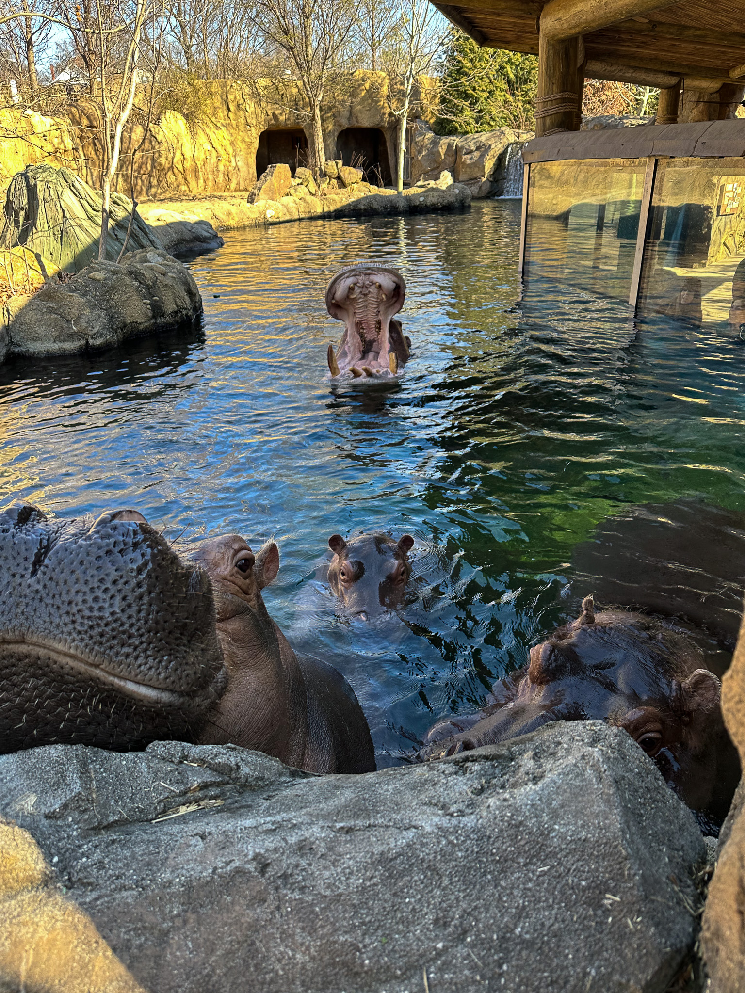 Cincinnati Cyclones to play as Hippos for Cincinnati Zoo